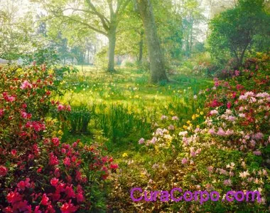 Primavera by CuraCorpo.com